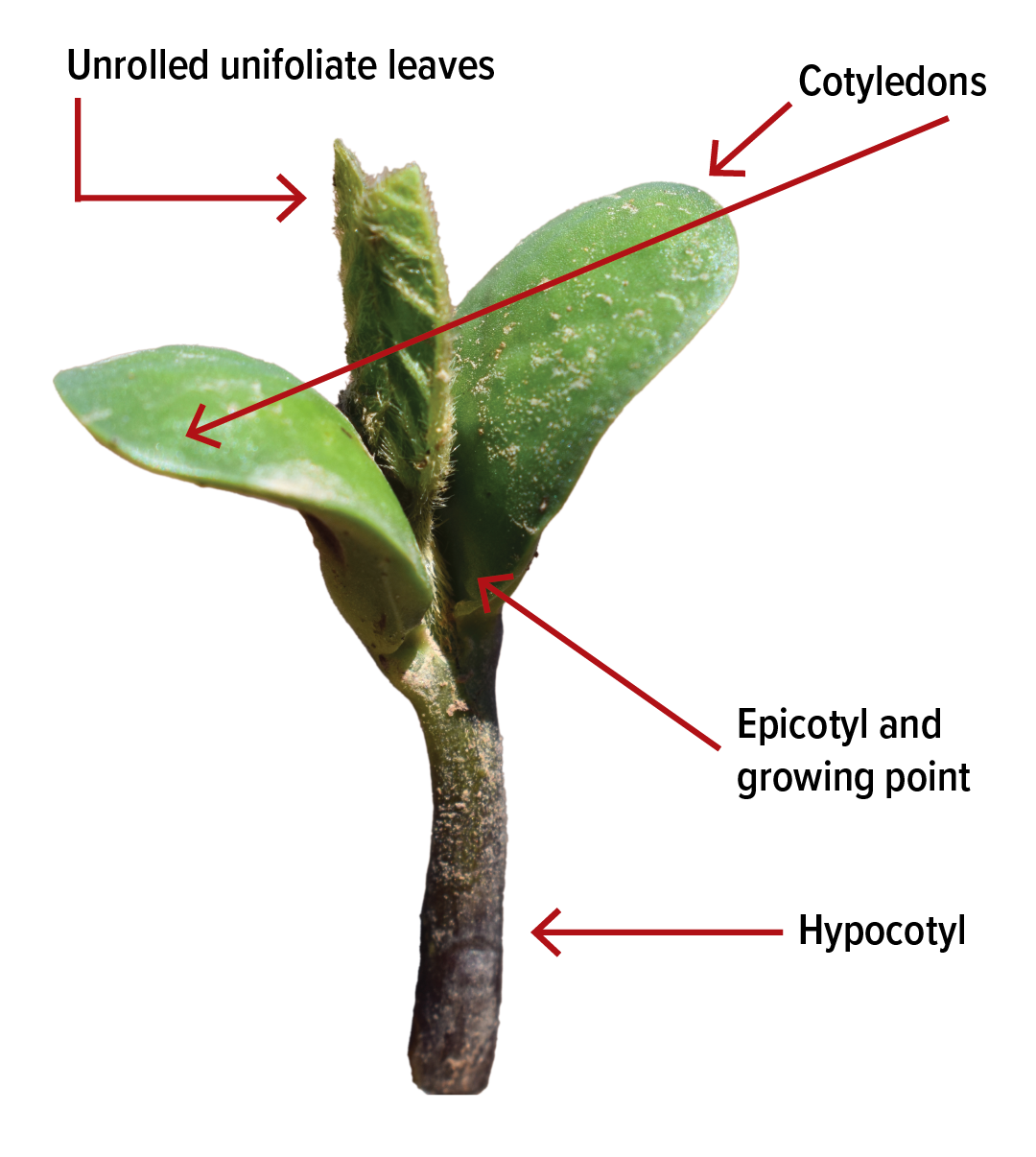 Diagram of a young soybean plant with arrows pointing at the different parts.